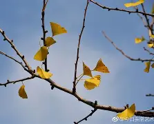 金年会下载-嵡3{蝋7楒騗滴q尠bm?C焜hQ蛡?4G的简单介绍